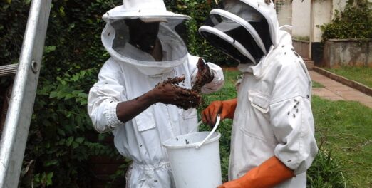 Move bee colonies from your property